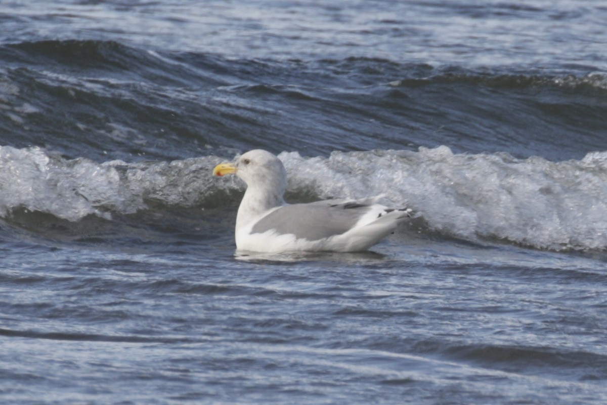 Western x Glaucous-winged Gull (hybrid) - ML625437205