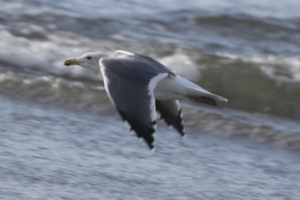 Western x Glaucous-winged Gull (hybrid) - ML625437206