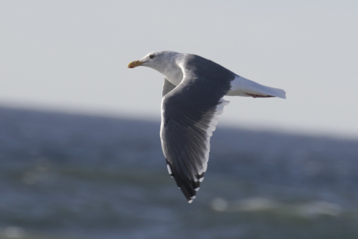 Western x Glaucous-winged Gull (hybrid) - ML625437207