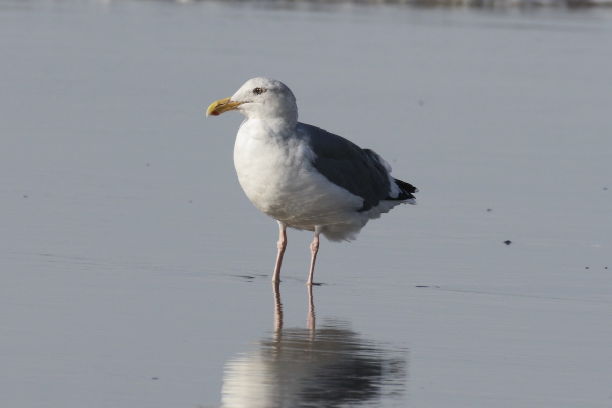 Western x Glaucous-winged Gull (hybrid) - ML625437208