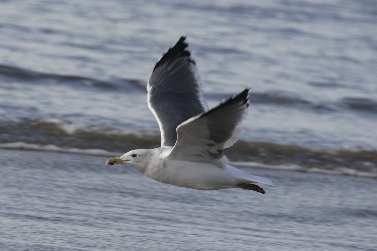 Western x Glaucous-winged Gull (hybrid) - ML625437209