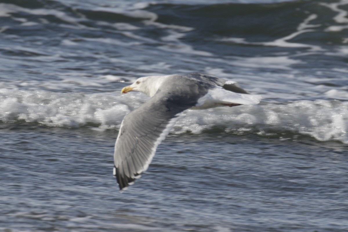 Western x Glaucous-winged Gull (hybrid) - ML625437210