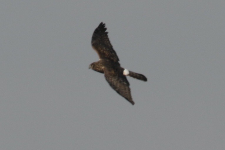 Northern Harrier - ML625437217