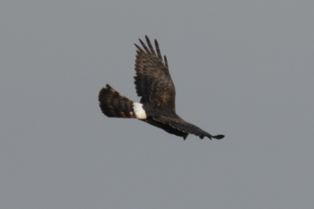 Northern Harrier - ML625437218