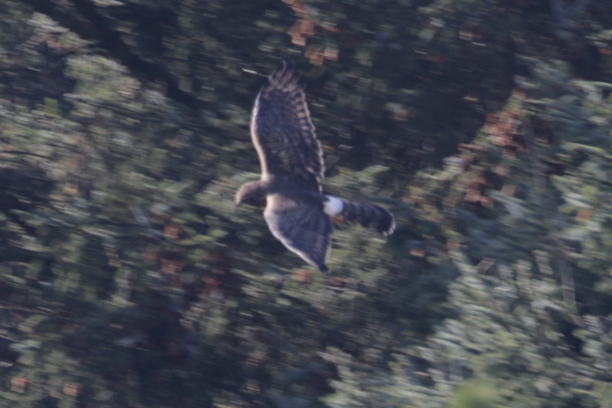 Northern Harrier - ML625437219