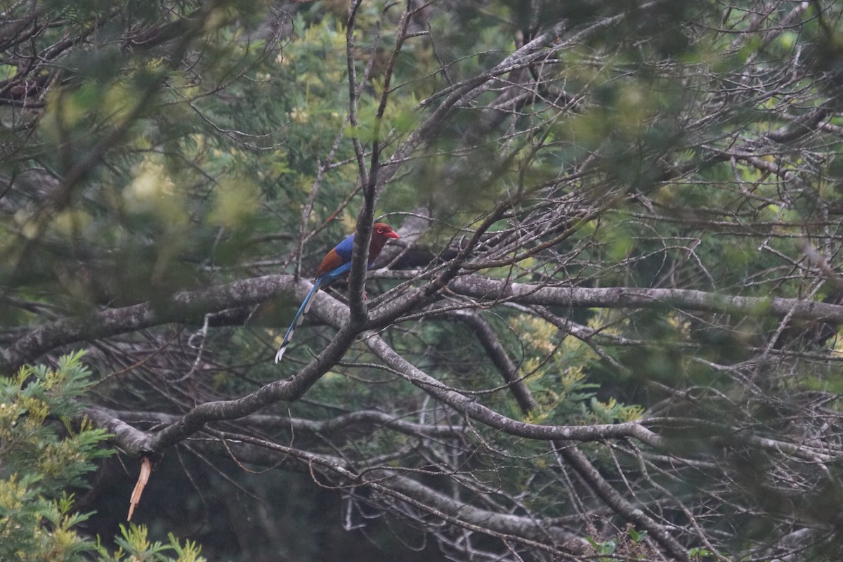 Sri Lanka Blue-Magpie - Mike Pennington