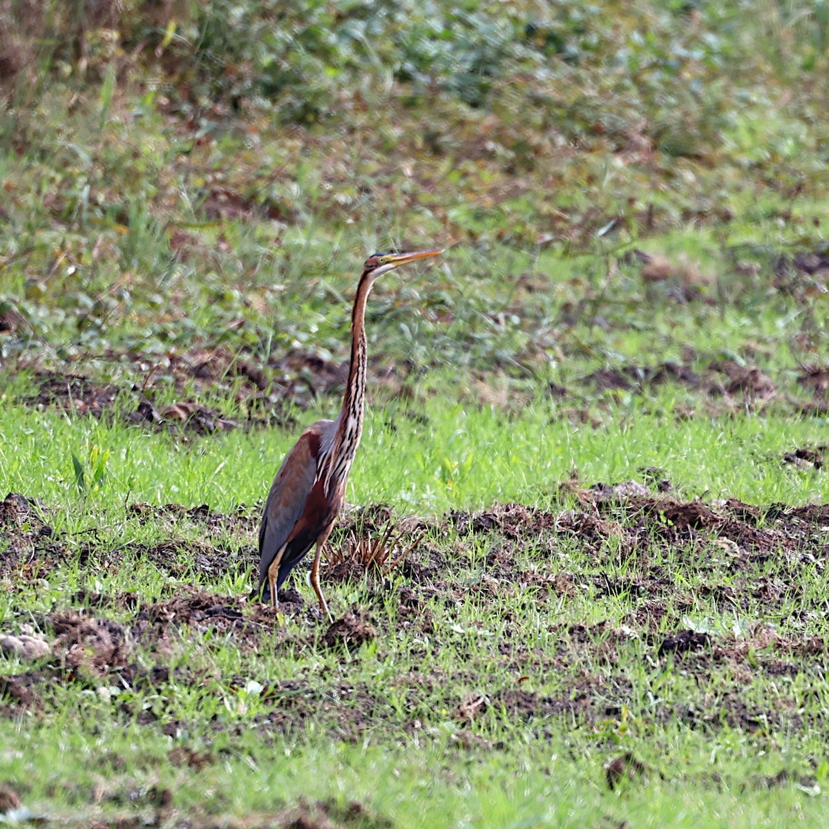 Purple Heron - ML625437231