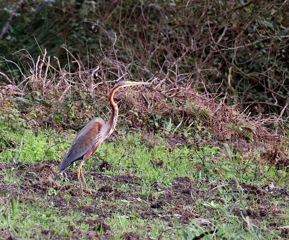 Purple Heron - ML625437234