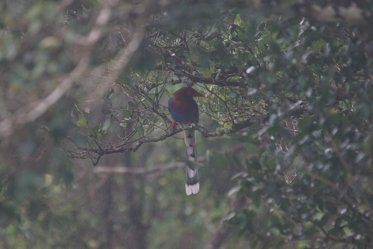 Sri Lanka Blue-Magpie - ML625437245