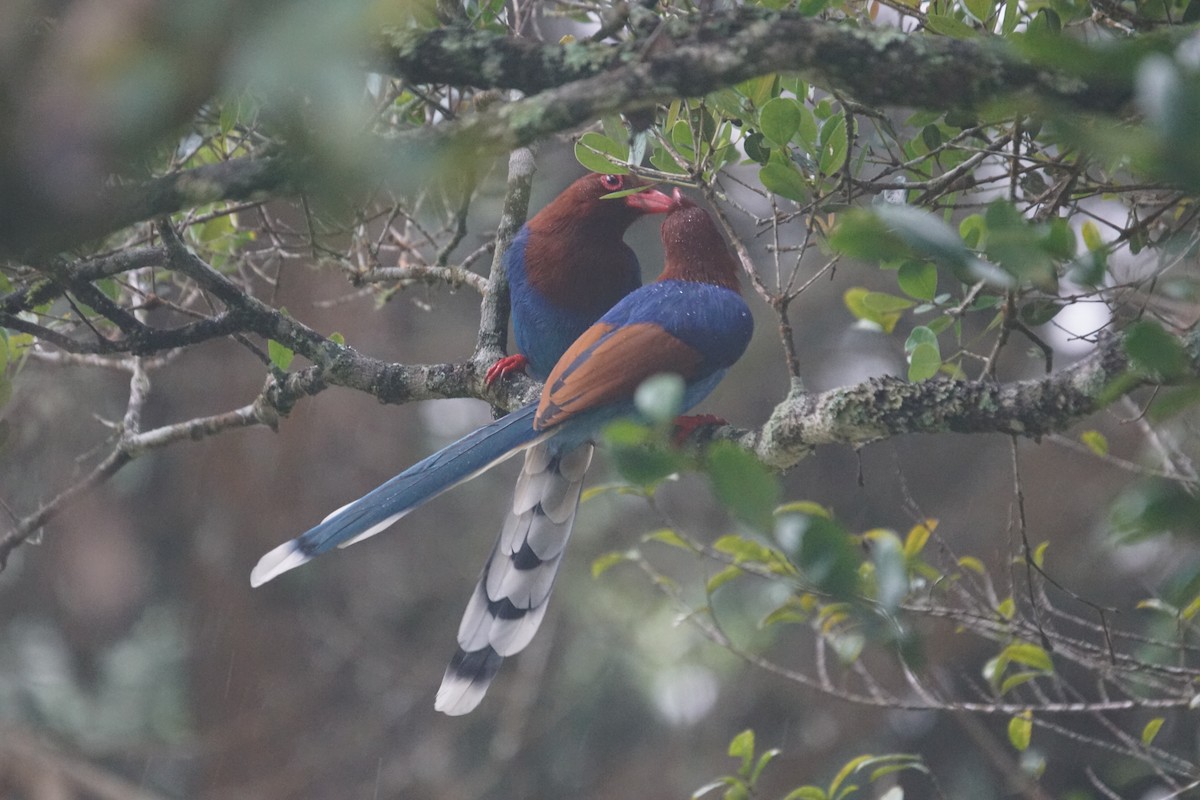 Sri Lanka Blue-Magpie - ML625437262