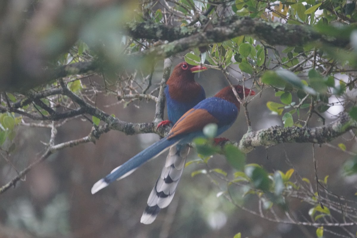 Sri Lanka Blue-Magpie - ML625437268