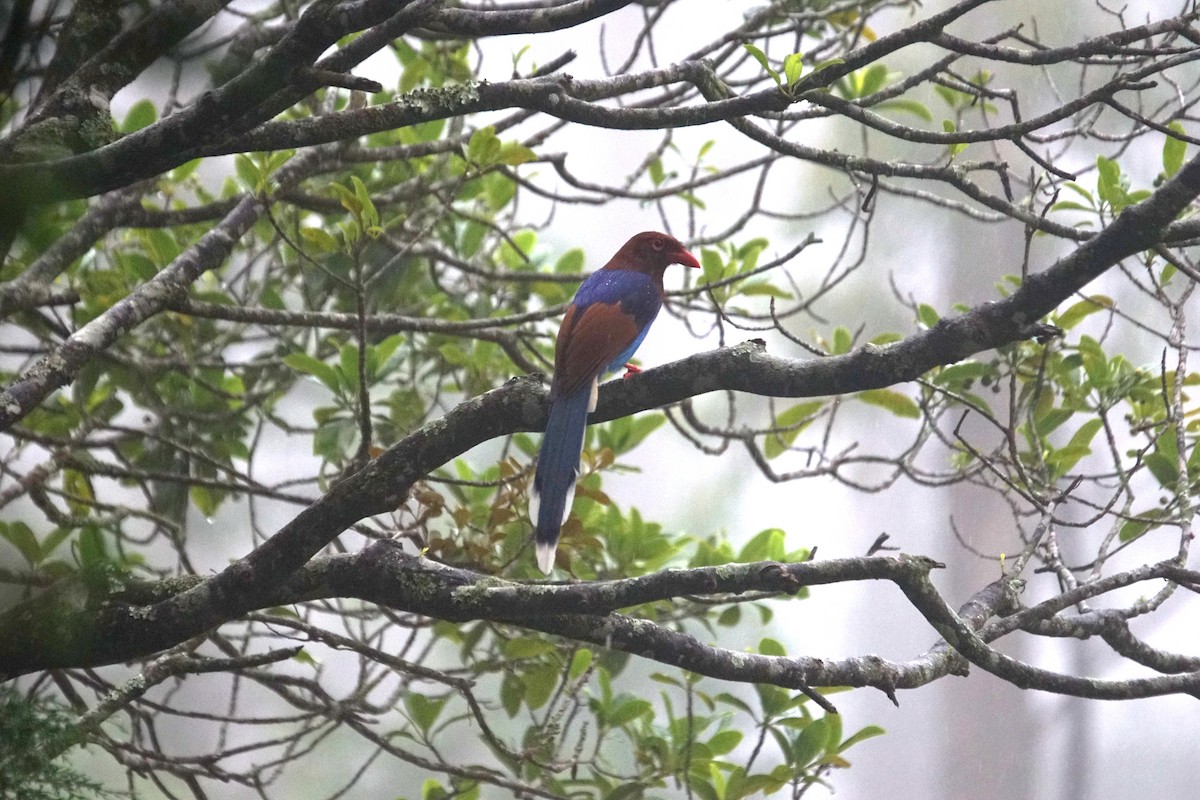 Sri Lanka Blue-Magpie - ML625437329