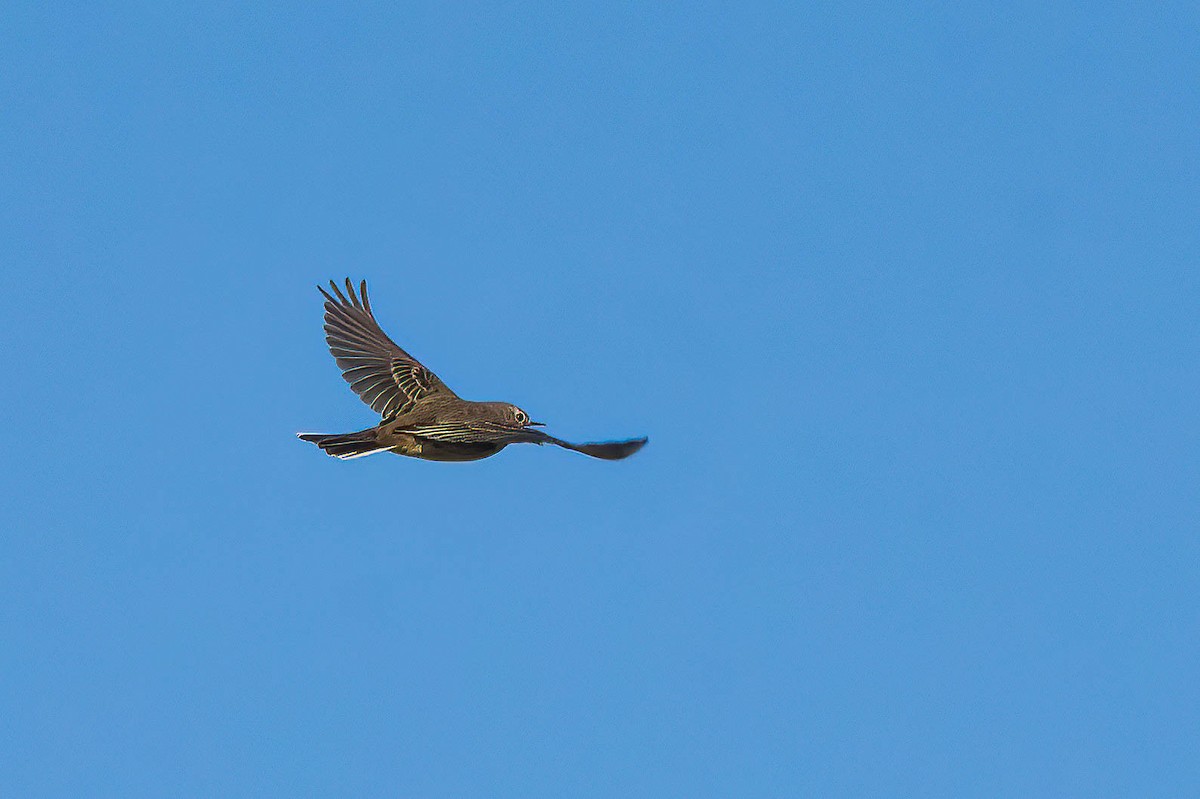 Pipit d'Amérique - ML625437376