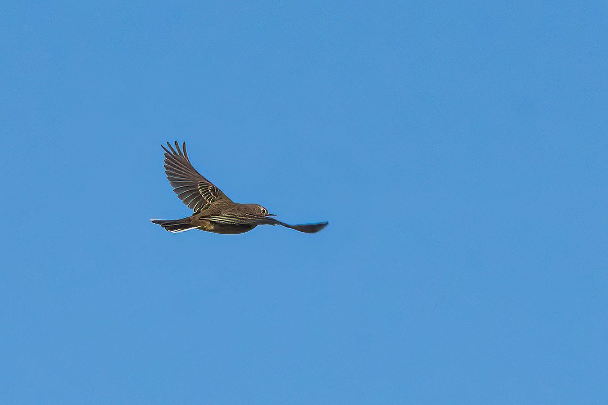 American Pipit - ML625437376