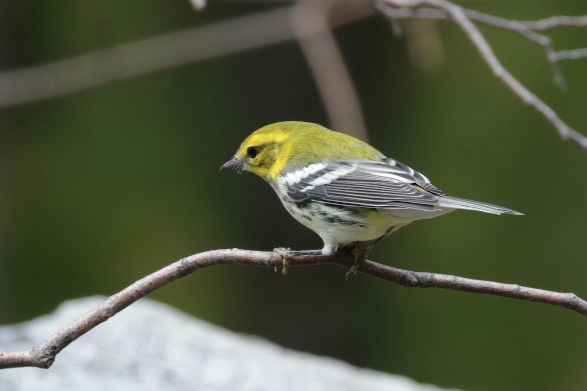 Black-throated Green Warbler - ML625437549