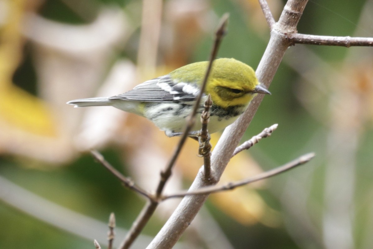 Black-throated Green Warbler - ML625437550