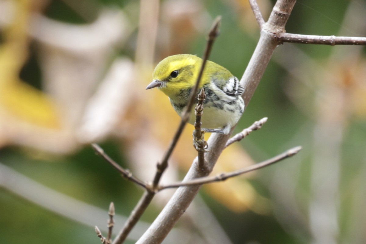 Black-throated Green Warbler - ML625437551