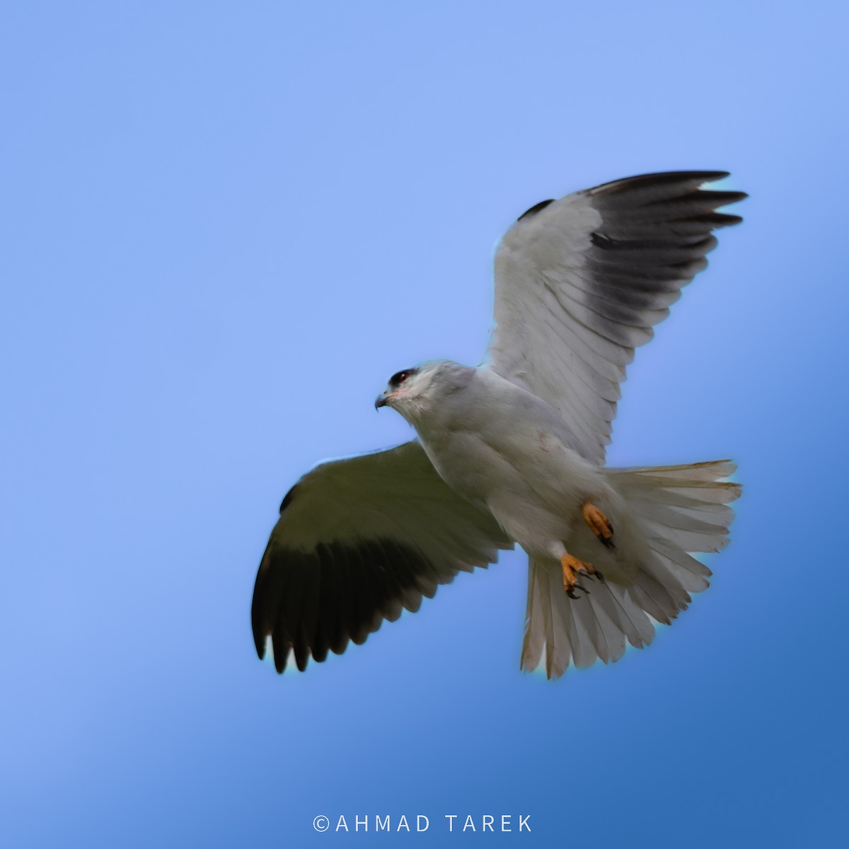 Nibbio bianco - ML625437568