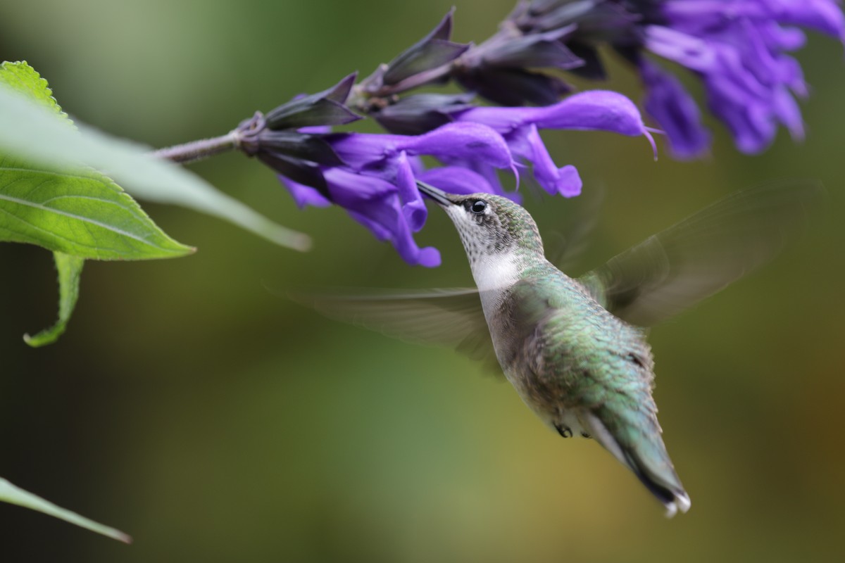 Ruby-throated Hummingbird - ML625437587