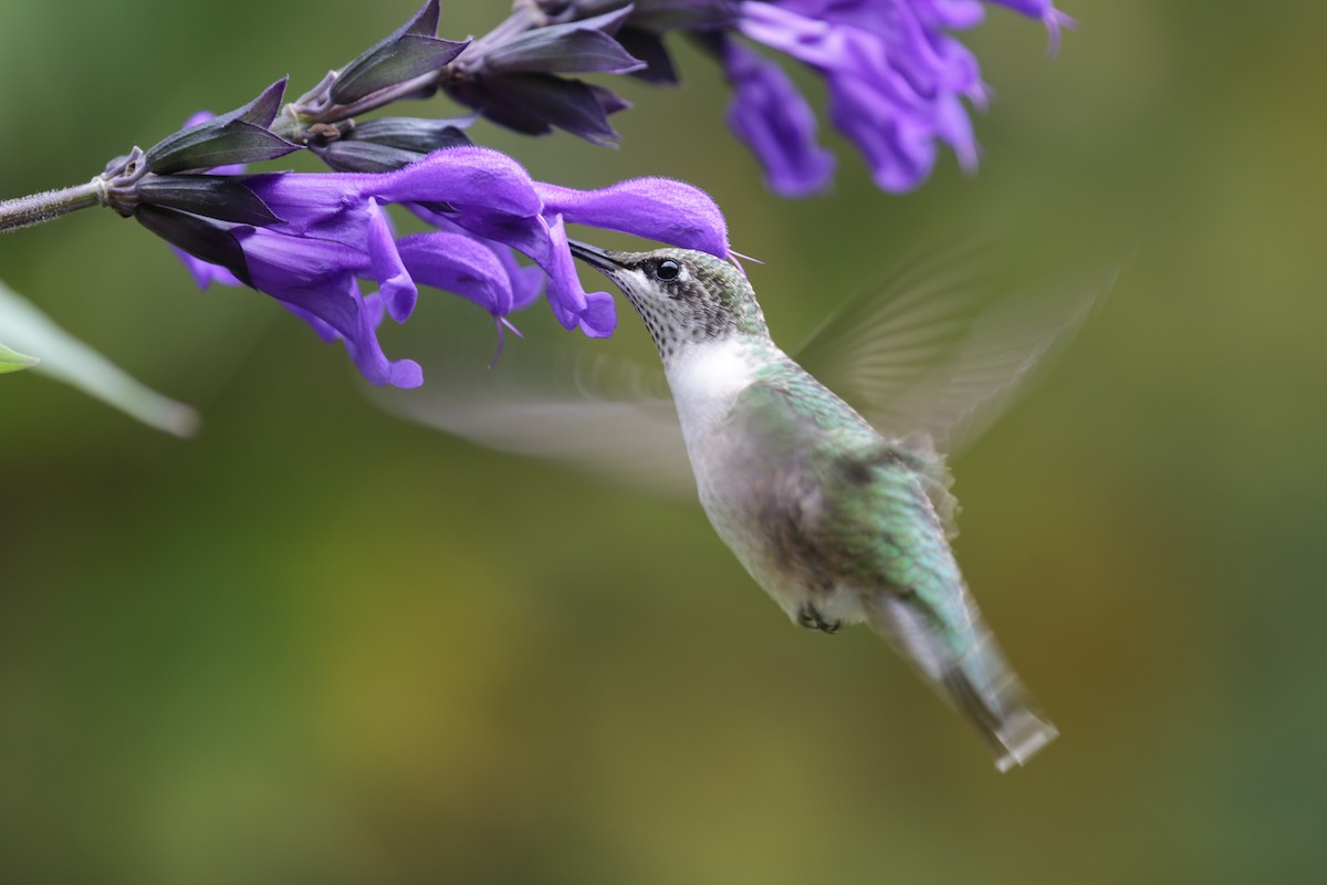 Ruby-throated Hummingbird - ML625437588