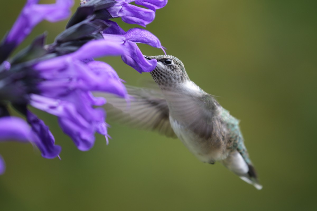 Ruby-throated Hummingbird - ML625437589