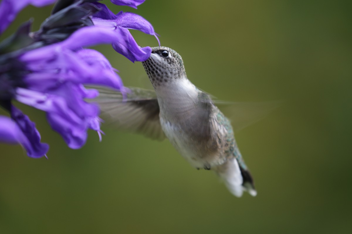 Ruby-throated Hummingbird - ML625437590