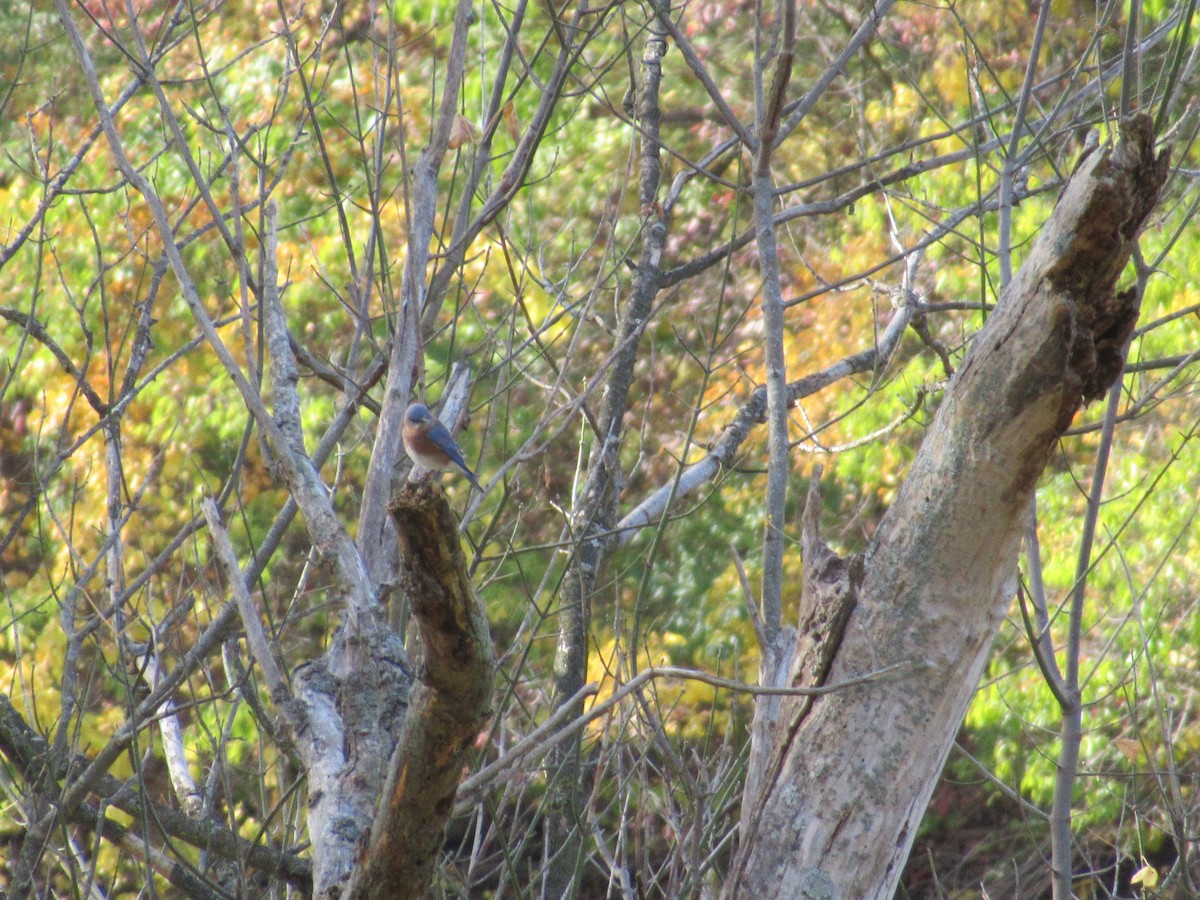 Eastern Bluebird - ML625437642