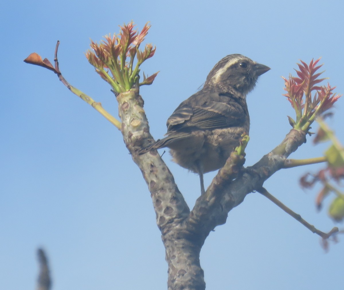 Streaky-headed Seedeater - ML625438090