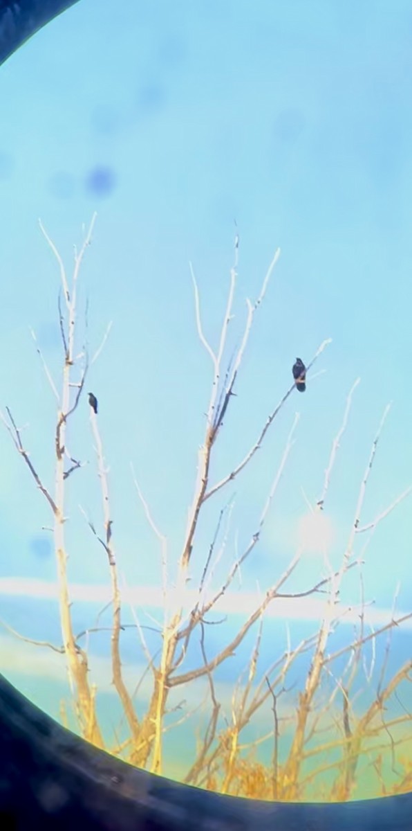 アメリカガラス - ML625438110