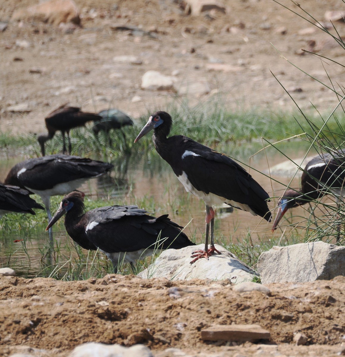 Abdim's Stork - Simon  Allen