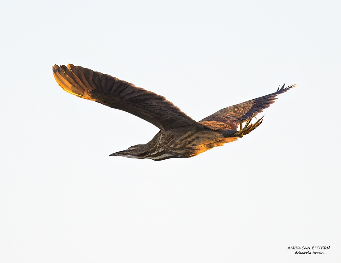 EBird Checklist - 19 Oct 2024 - Edwin B. Forsythe NWR--Wildlife Drive ...