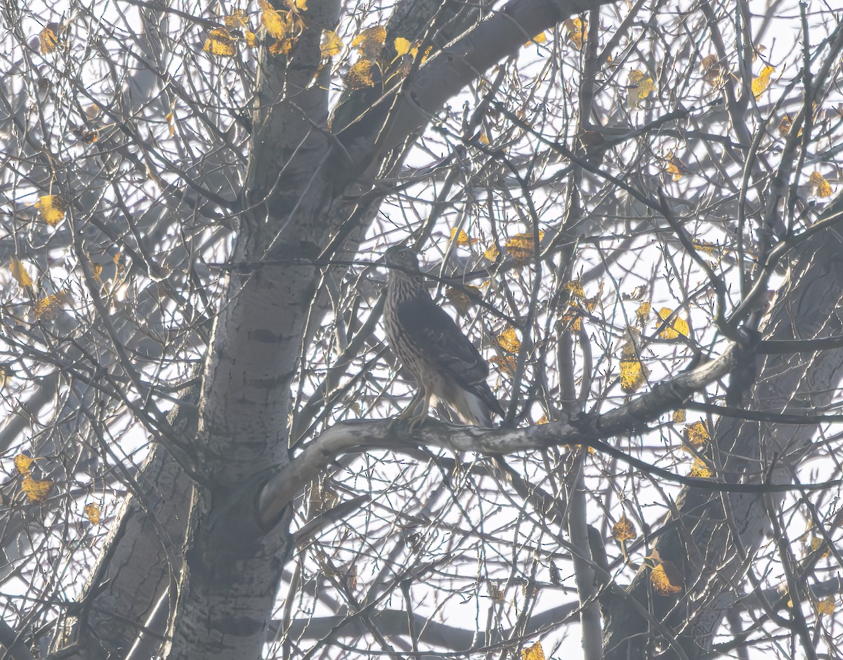 Eurasian Goshawk - ML625438244