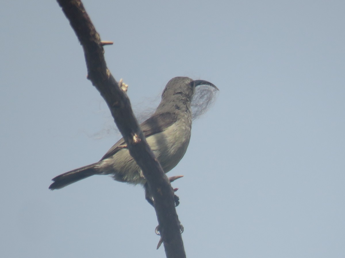 Greater Double-collared Sunbird - ML625438256