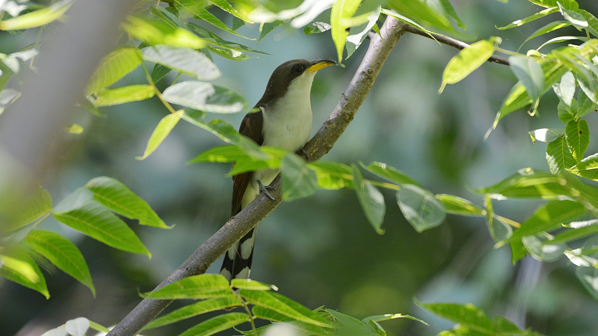 Yellow-billed Cuckoo - ML62543841