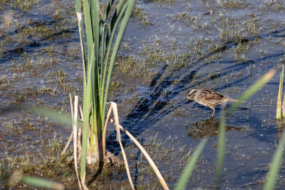 Swamp Sparrow - ML625438452