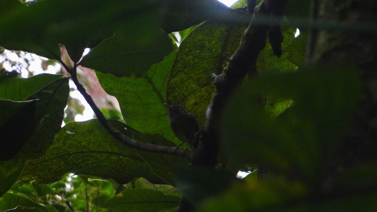 Eye-ringed Tody-Tyrant - ML625438512