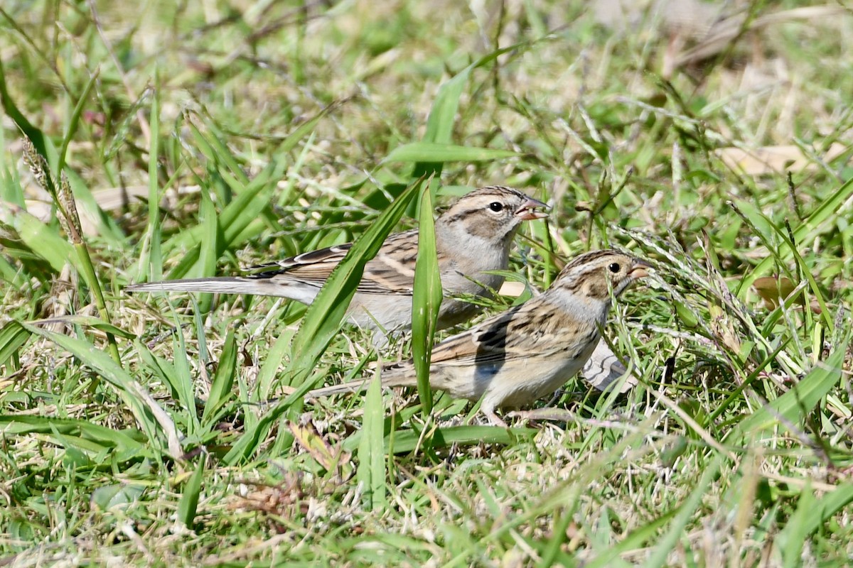 Clay-colored Sparrow - ML625438560