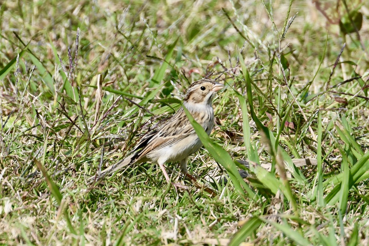 Clay-colored Sparrow - ML625438561