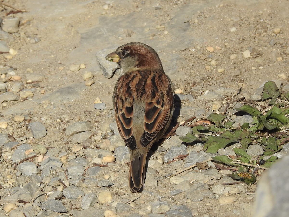 Moineau domestique - ML625438575