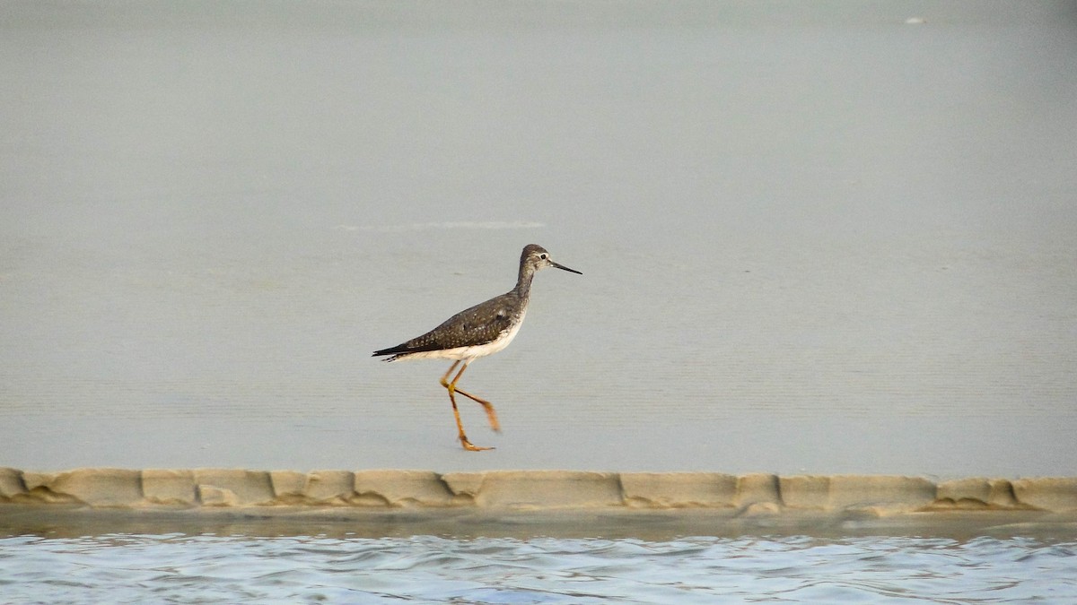 Greater Yellowlegs - ML625438616