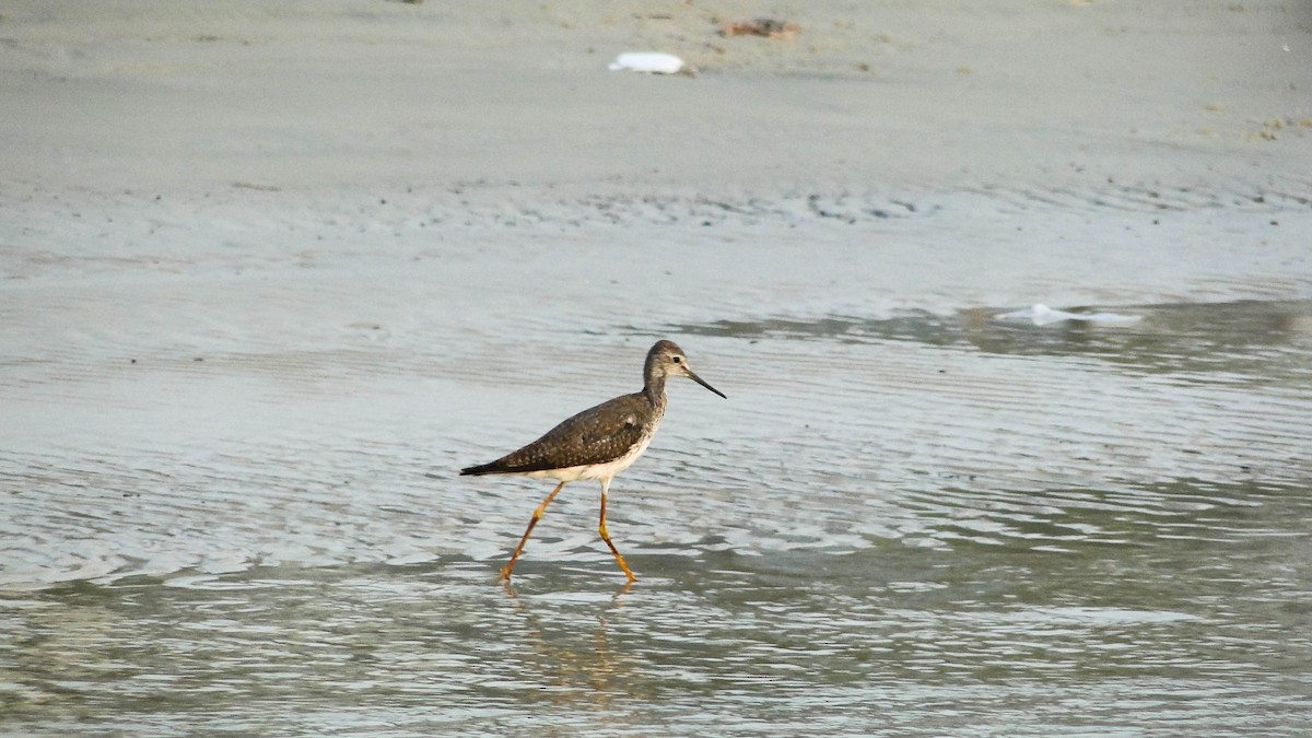 Greater Yellowlegs - ML625438617