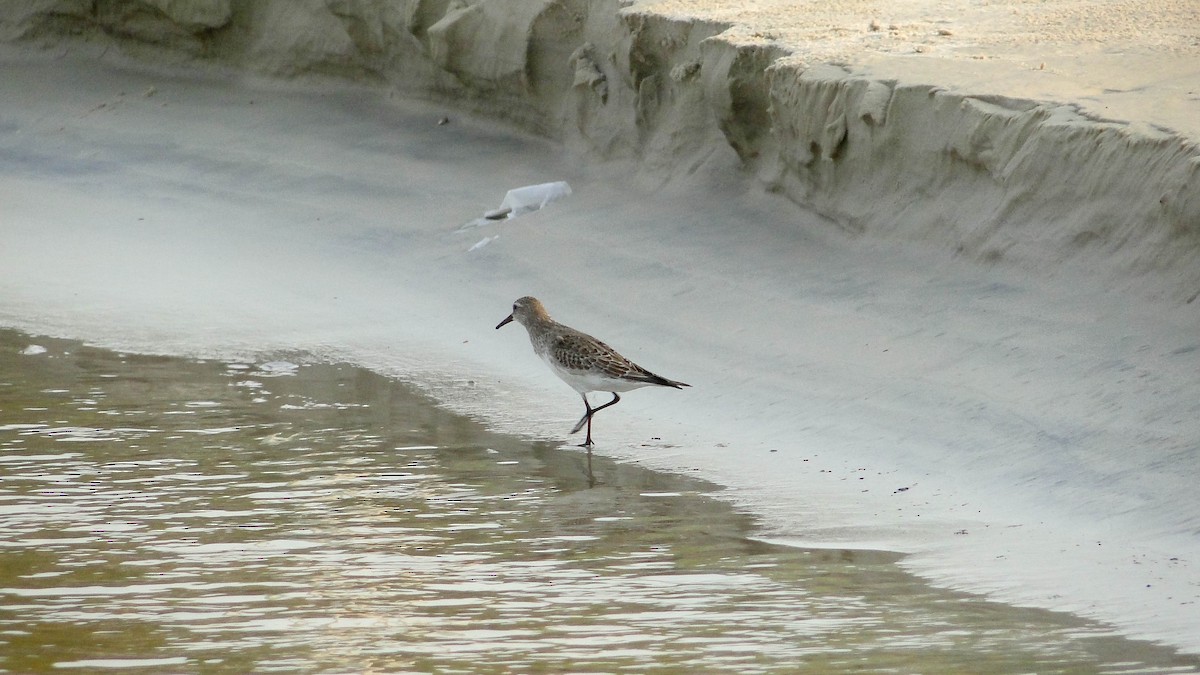 White-rumped Sandpiper - ML625438622