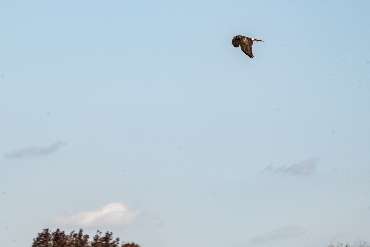 Northern Harrier - ML625438712