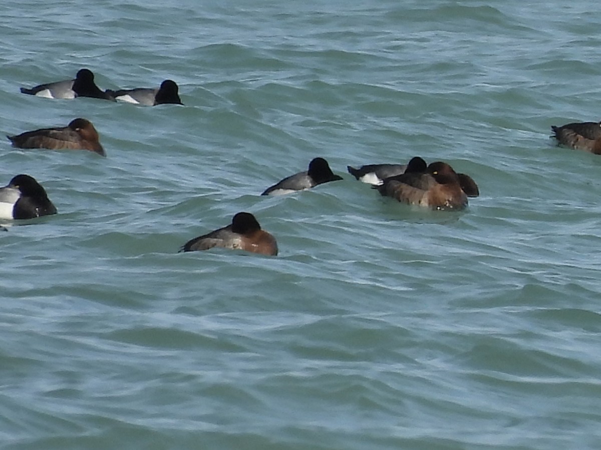 Greater Scaup - ML625438941
