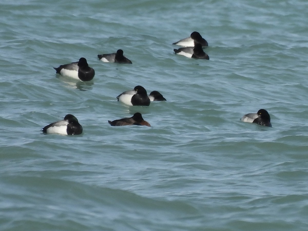 Greater Scaup - ML625438942