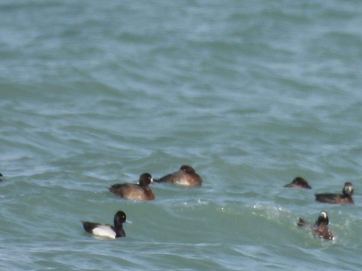 Greater Scaup - ML625438956
