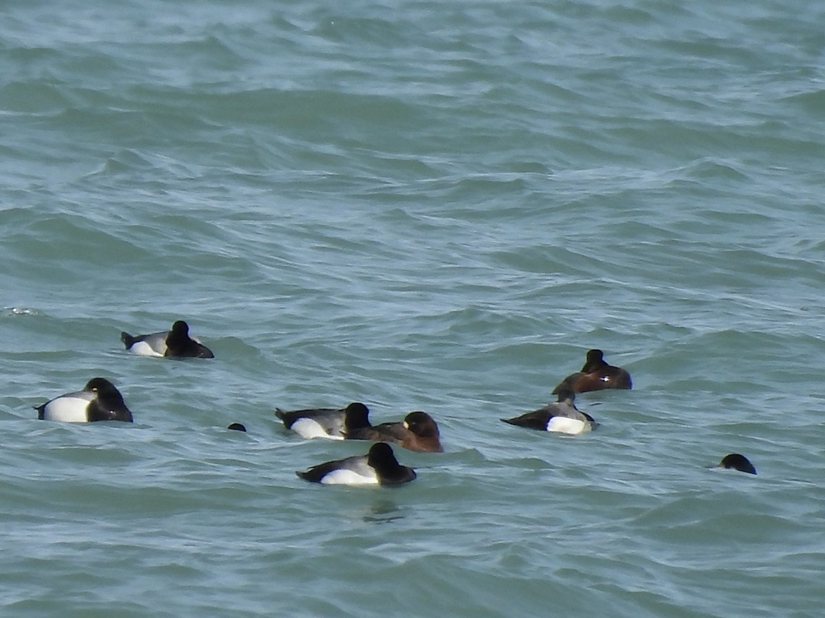 Greater Scaup - ML625438957