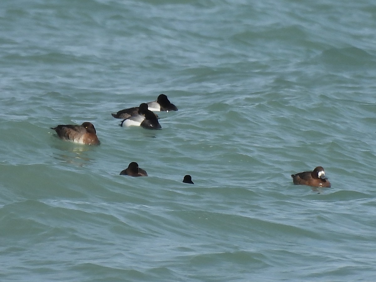 Greater Scaup - ML625438971