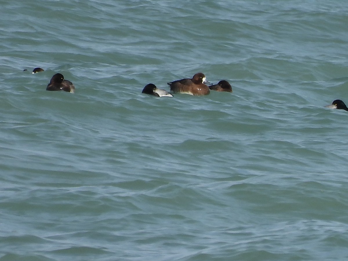 Greater Scaup - ML625438972