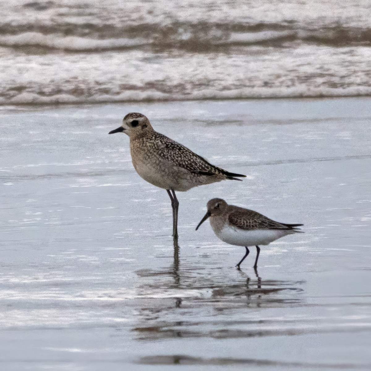 Black-bellied Plover - ML625439121